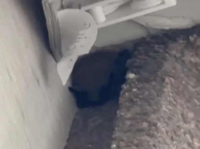 Nightmare at 22,000 Feet: Pilot Sues Marriott Over Surreal Bat Infestation at Sheraton Denver